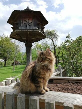 Unserer Hofkatze