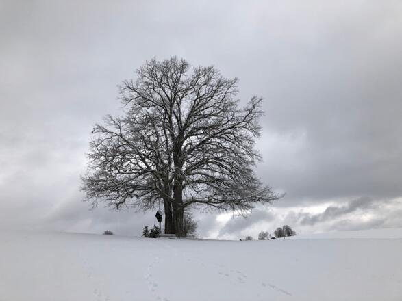 Baum mit Bildstock