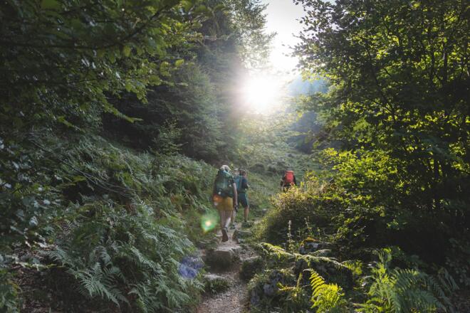 Scheffau_Weg Nr. 827_Hochegg_Wilder Kaiser