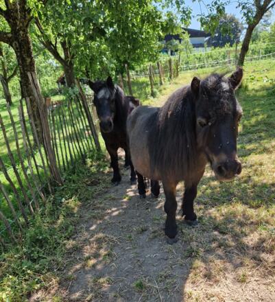 Minishettys Rocket & Herby