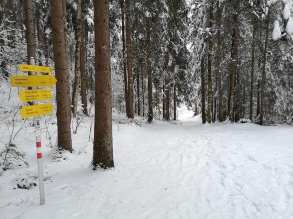 Scheffau_Winter-Rehbachrunde_Forstweg_Wald