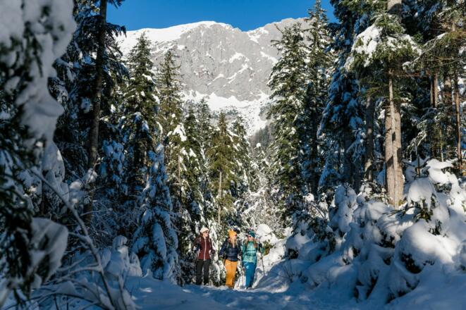 Scheffau_Winterwandern_Wald_Winter