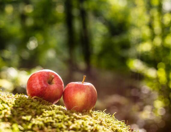 Apfel Pesenbach