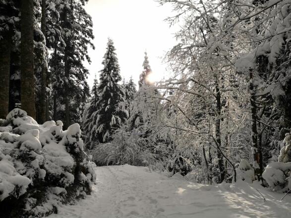 Scheffau_Winter-Rehbachrunde_verschneiter Waldweg