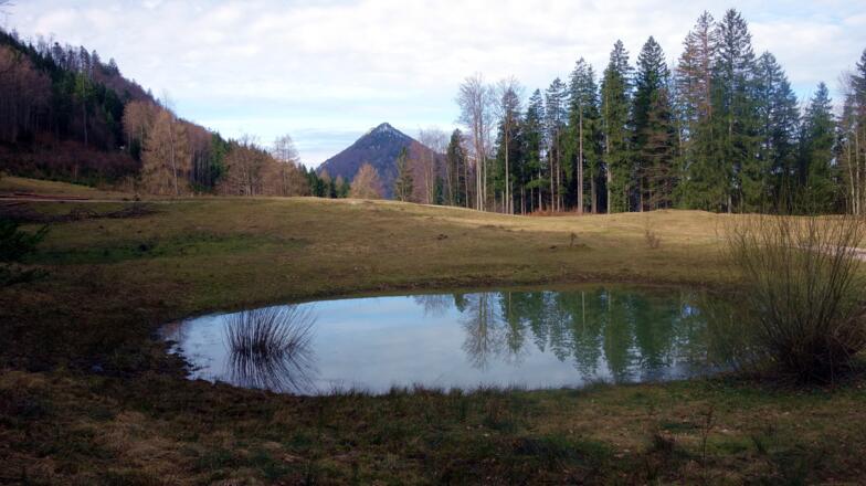 Lacke beim Anstieg zum Hochberghaus um 760 m.