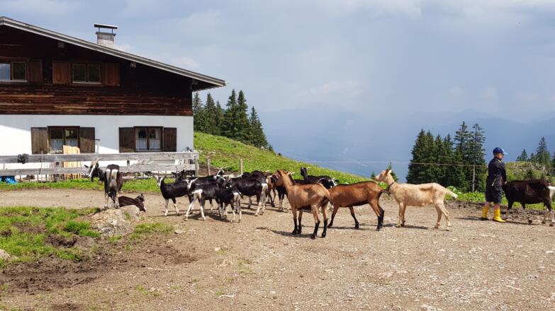 Ziegen vor der Alm - Alpbachtal 24h Wanderung