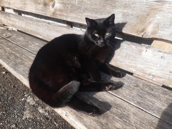 Kater Fridolin