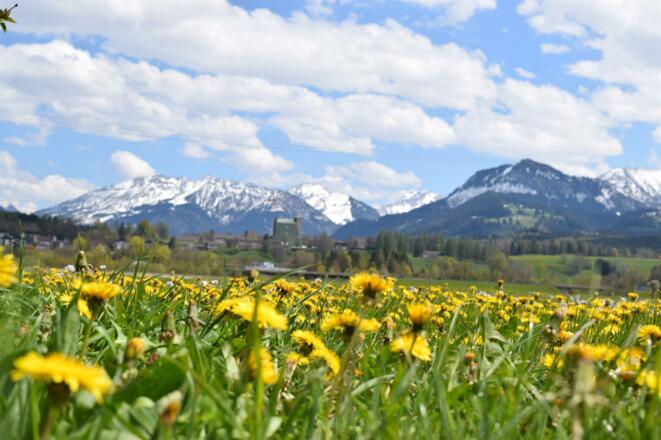 Löwenzahnblüte