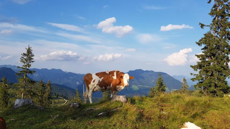 Kuh Pletzachalm - Alpbachtal 24h Wanderung