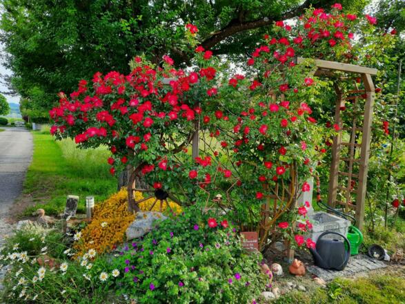 Blühende Rosen im Blumengarten