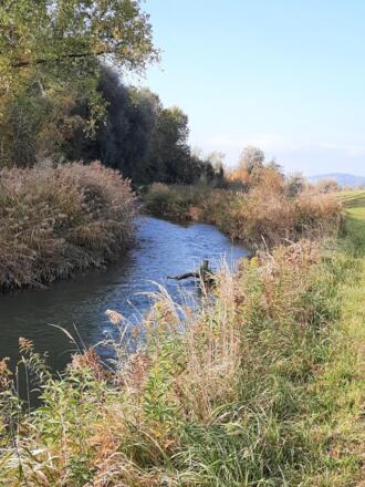Fischaufstieg Donau Nebengerinne