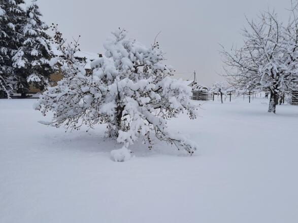Viel Schnee Winter Dez. 2023