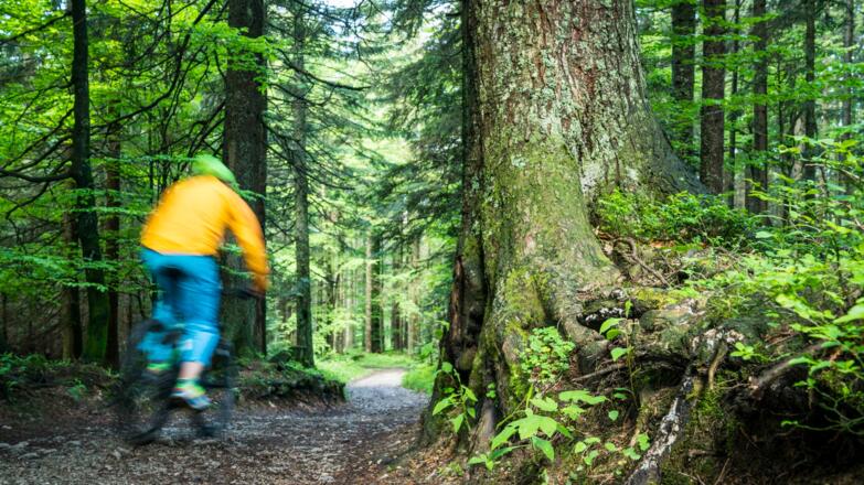 Waldwege am Auracher Köpferl