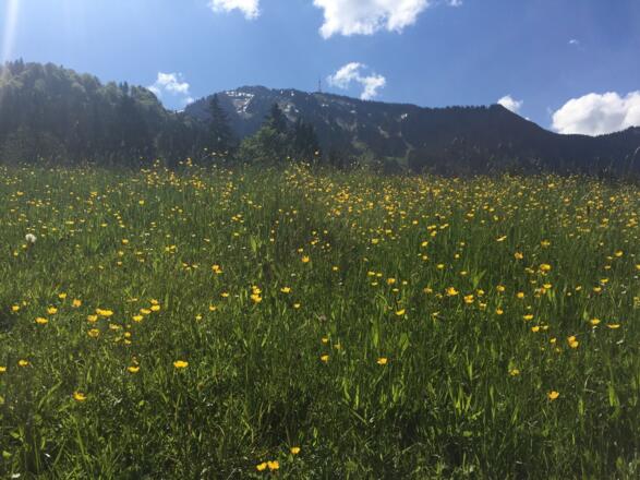 Es geht über schöne Blumenwiesen