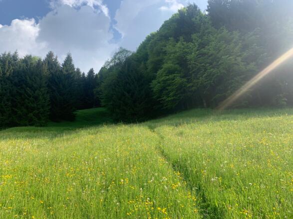 Über Wiesen- und Waldwege geht es von Alpe zu Alpe