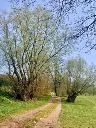 Kirschblütenweg in Scharten