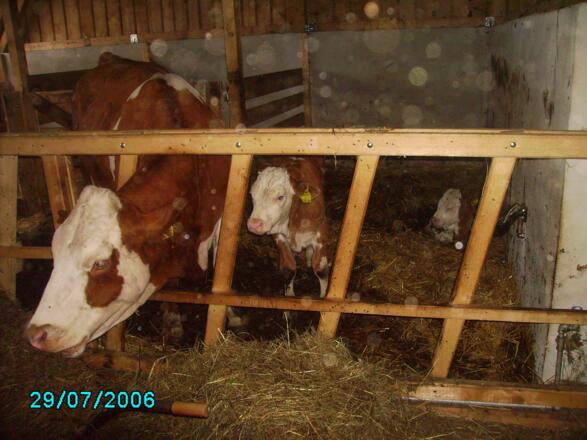 Wenn man glueck hat kann man die Geburt eines kaelbchens miterleben.