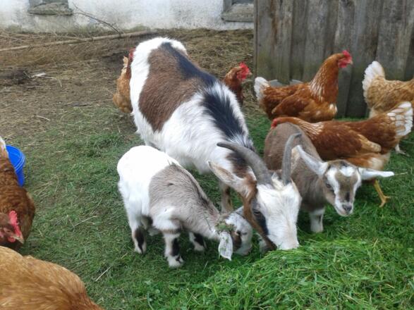 kleine Zwergziegen genießen die Natur