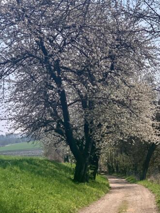 Alte Kirschbäume am Feldweg