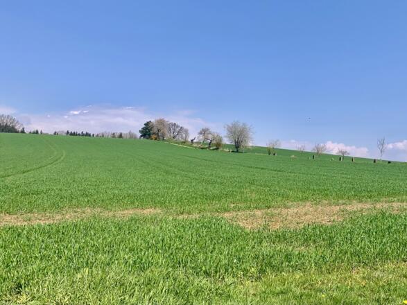 Graswiese mit Kirschbäumen am Feldrand
