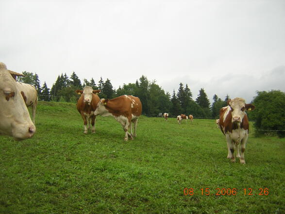 Auf der Weide fuehlen sich unsere Tiere sehr wohl.