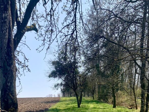 Der Kirschblütenwanderweg im Forst