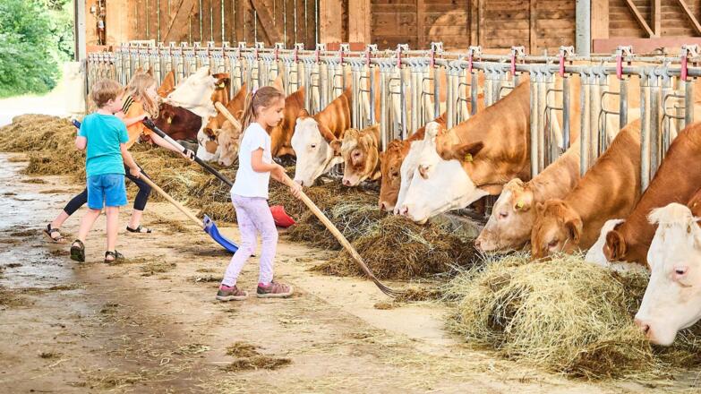 Kühefüttern beim Stefan