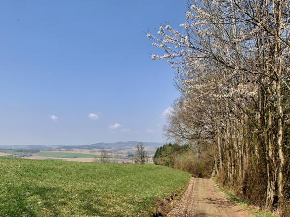 Wilde Kirschblüte in der Scharten
