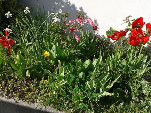 unsere ersten Frühlingsboten