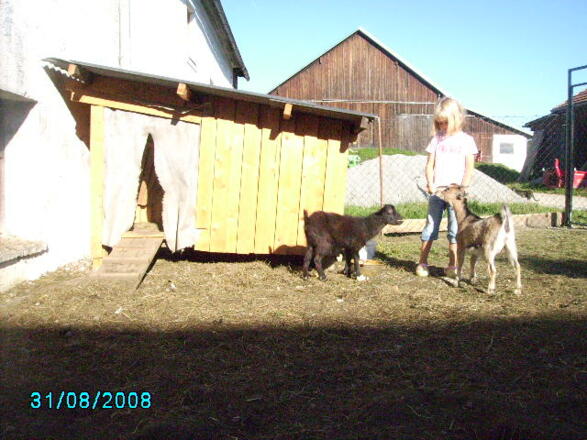 Immer einen offenen Mund fuer Leckereien haben die beiden Zwergziegen.