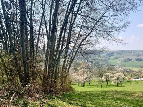 Streuobstwiese mit blühenden Kirschbäumen bei Rexham