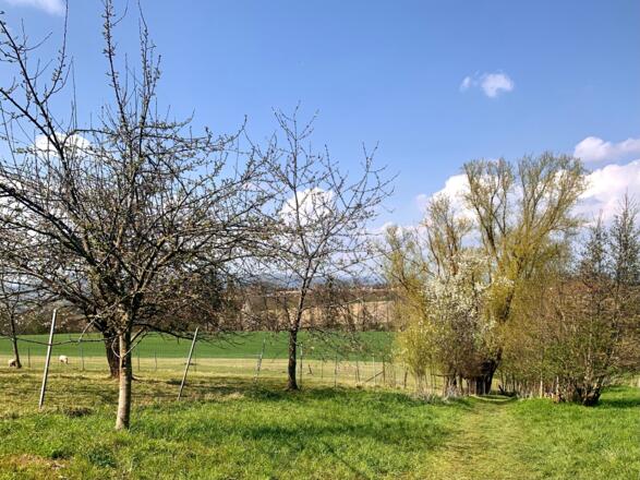 Große alte Kopfweide