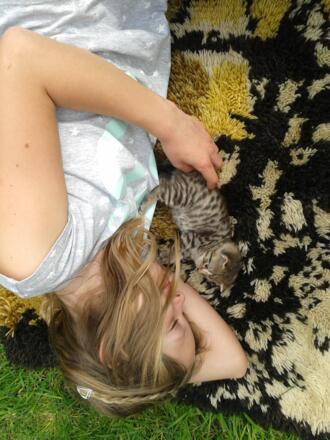 Süßer Katzennachwuchs