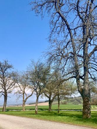 Das Schartner Hügelland fällt sanft zum Eferdinger Becken ab