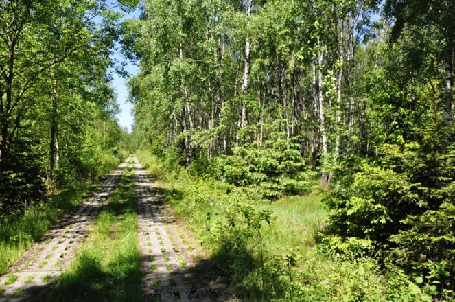 Plattenweg am &quot;Grünen Band&quot;