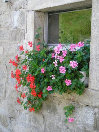 Blumenfenster