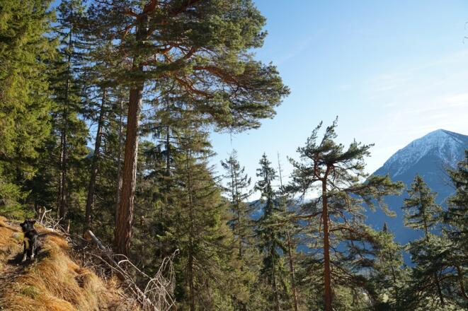 Blick auf den Simetsberg beim Aufstieg durch die sonnige Südflanke
