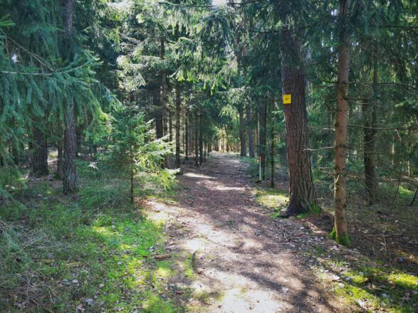 Abschnitt im Wald