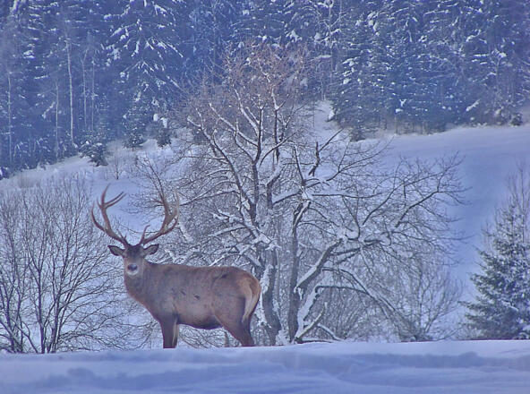 Winter Hirsch