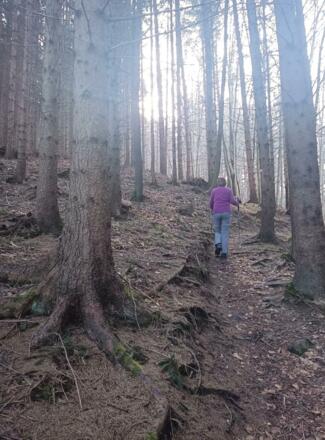 Waldpfad
