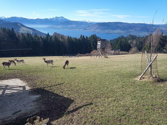 Wildgehege am Gahberg mit Attersee vor Schafberg