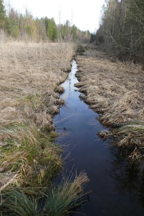 Moorähnlicher Charakter im Leutstettener Moos