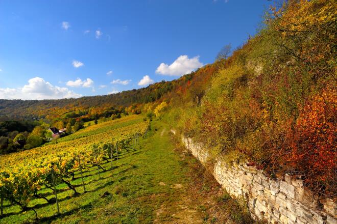 Typische Weinberge in der Klosterlandschaft