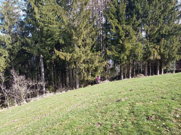 aus dem Wald zur Gahberg Wiesenkuppe