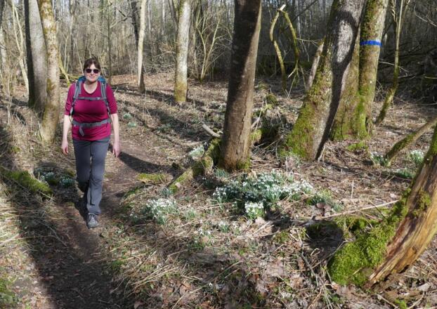 Vor der Belaubung der Bäume blühen Märzenbecher und Schneeglöckchen im Würmtal.