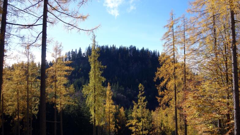 Hauptgipfel Hoheneck ~1182m von Norden gesehen (Weg Breitenstein)