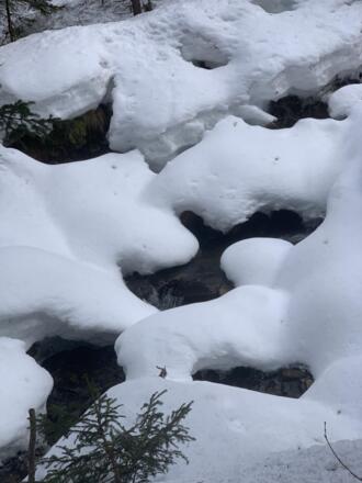 Grafisches Mäandern des  Plareitbaches