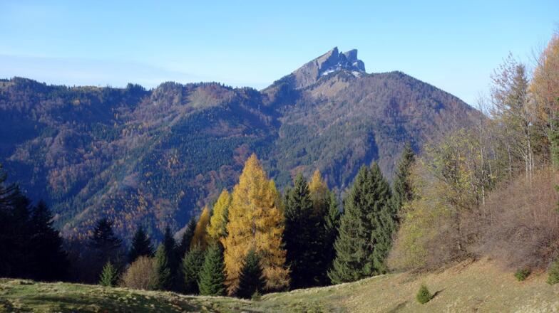 Blick zum Schafberg ehe es zum Hauptgipfel im Wald geht.