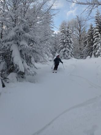Schmale Schneisen im Hochwald