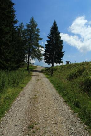 Kurz vor der Wegkreuzung Zwölferhorn - Pillsteinhöhe
